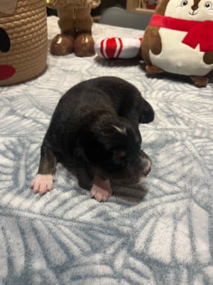 Les chiots de Berger Australien