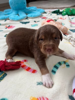 Les chiots de Berger Australien