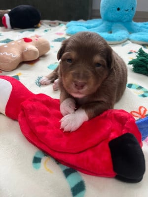 Les chiots de Berger Australien