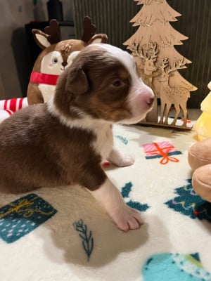 Les chiots de Berger Australien
