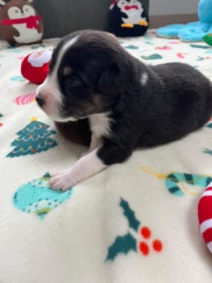 Les chiots de Berger Australien