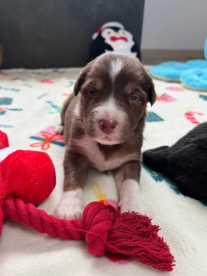 Les chiots de Berger Australien