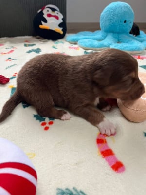 Les chiots de Berger Australien