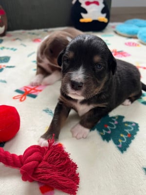 Les chiots de Berger Australien