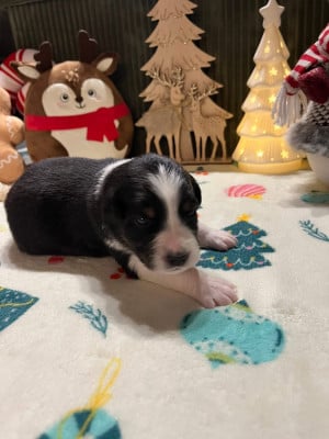 Les chiots de Berger Australien