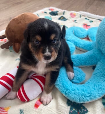 Les chiots de Berger Australien