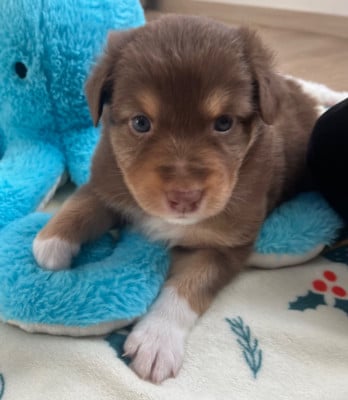 Les chiots de Berger Australien