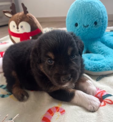 Les chiots de Berger Australien