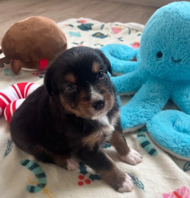 Les chiots de Berger Australien