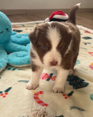 Les chiots de Berger Australien