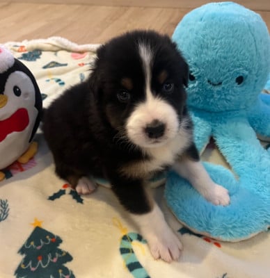 Les chiots de Berger Australien
