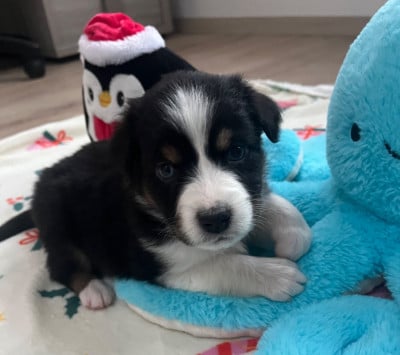 Les chiots de Berger Australien