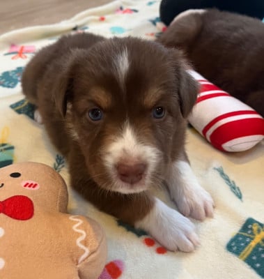 Les chiots de Berger Australien