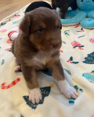 Les chiots de Berger Australien