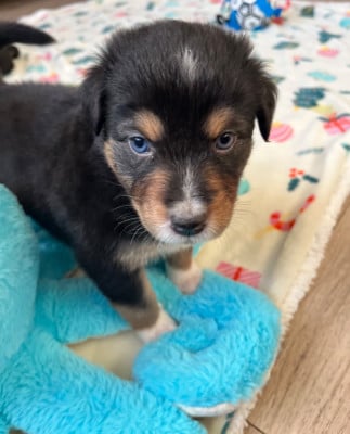 Les chiots de Berger Australien