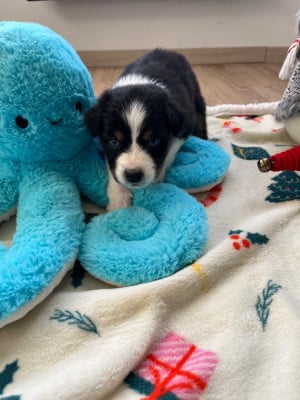 Les chiots de Berger Australien