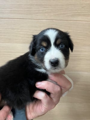 Les chiots de Berger Australien