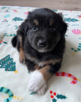 Les chiots de Berger Australien