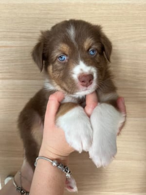 Les chiots de Berger Australien