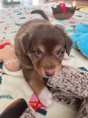 Les chiots de Berger Australien