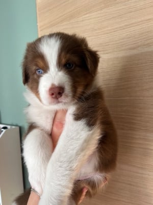 Les chiots de Berger Australien