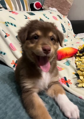 Les chiots de Berger Australien