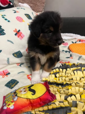 Les chiots de Berger Australien