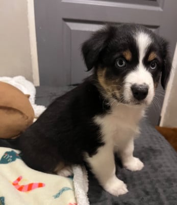 Les chiots de Berger Australien