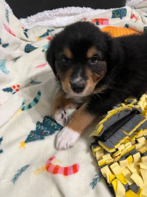 Les chiots de Berger Australien