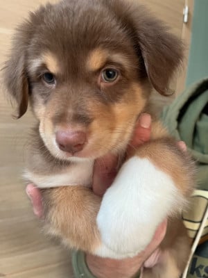 Les chiots de Berger Australien