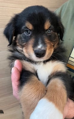 Les chiots de Berger Australien