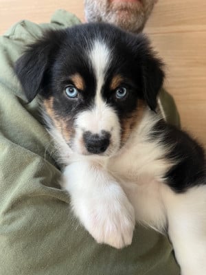 Les chiots de Berger Australien