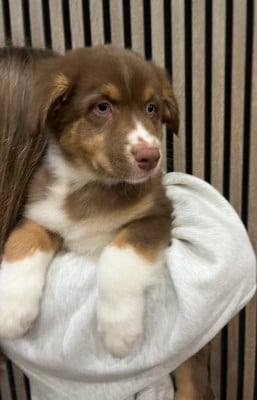 Les chiots de Berger Australien