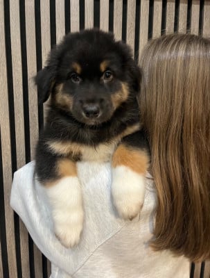 Les chiots de Berger Australien