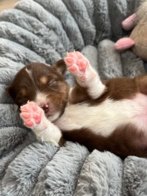 Les chiots de Berger Australien