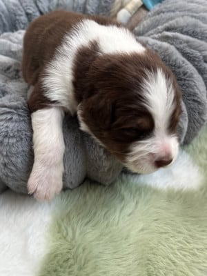 Les chiots de Berger Australien