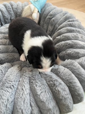 Les chiots de Berger Australien