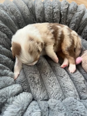 Les chiots de Berger Australien