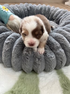 Les chiots de Berger Australien