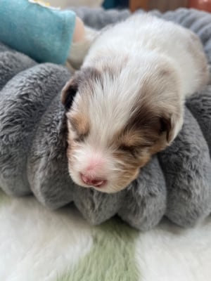Les chiots de Berger Australien