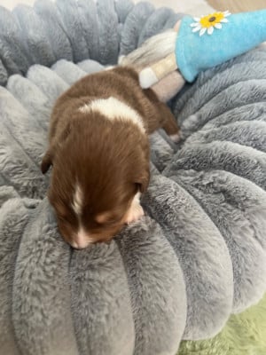 Les chiots de Berger Australien