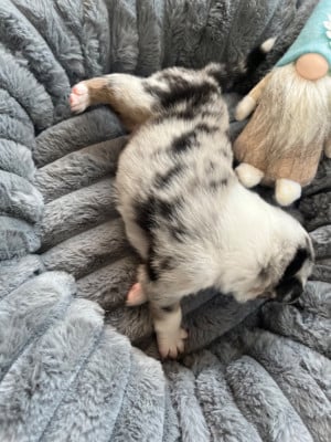 Les chiots de Berger Australien