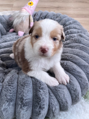 Les chiots de Berger Australien