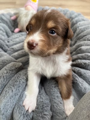 Les chiots de Berger Australien