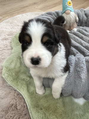 Les chiots de Berger Australien
