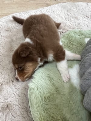 Les chiots de Berger Australien