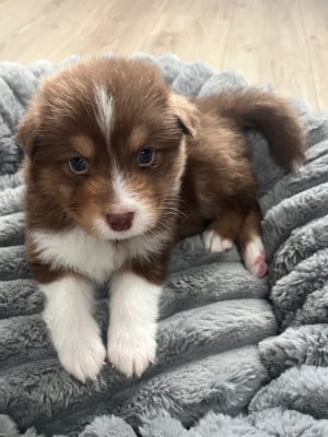 Les chiots de Berger Australien