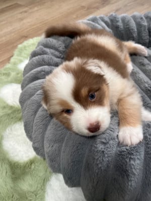 Les chiots de Berger Australien