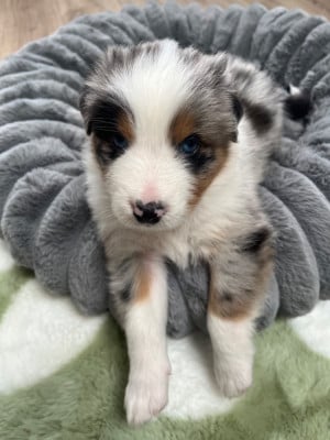 Les chiots de Berger Australien