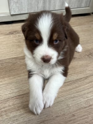 Les chiots de Berger Australien